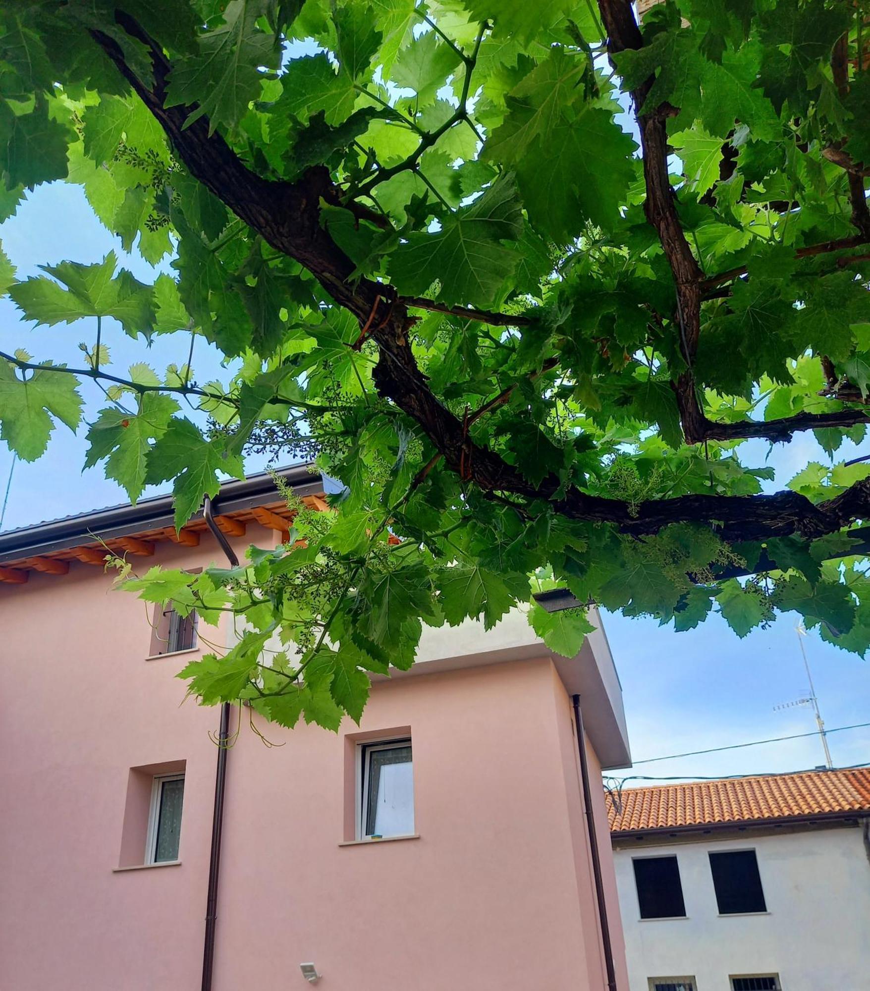 B&B La Dolce Vite Medea ภายนอก รูปภาพ